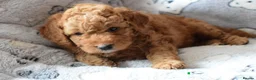 Cockapoo dogs for sale: 4 beautiful female cockapoos for sale - Advert 8