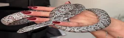 Corn Snake reptiles for sale: Gorgeous Cinder Corn Snake and full set up in Andover - Advert 4