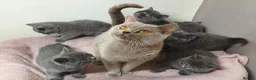 British Shorthair cats for sale: British Shorthair Kittens Imported Parents  in Peterborough - Advert 14