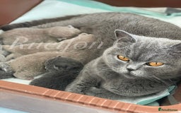 British Shorthair cats for sale: Adorable British Shorthair kittens GCCF registered - Image 16