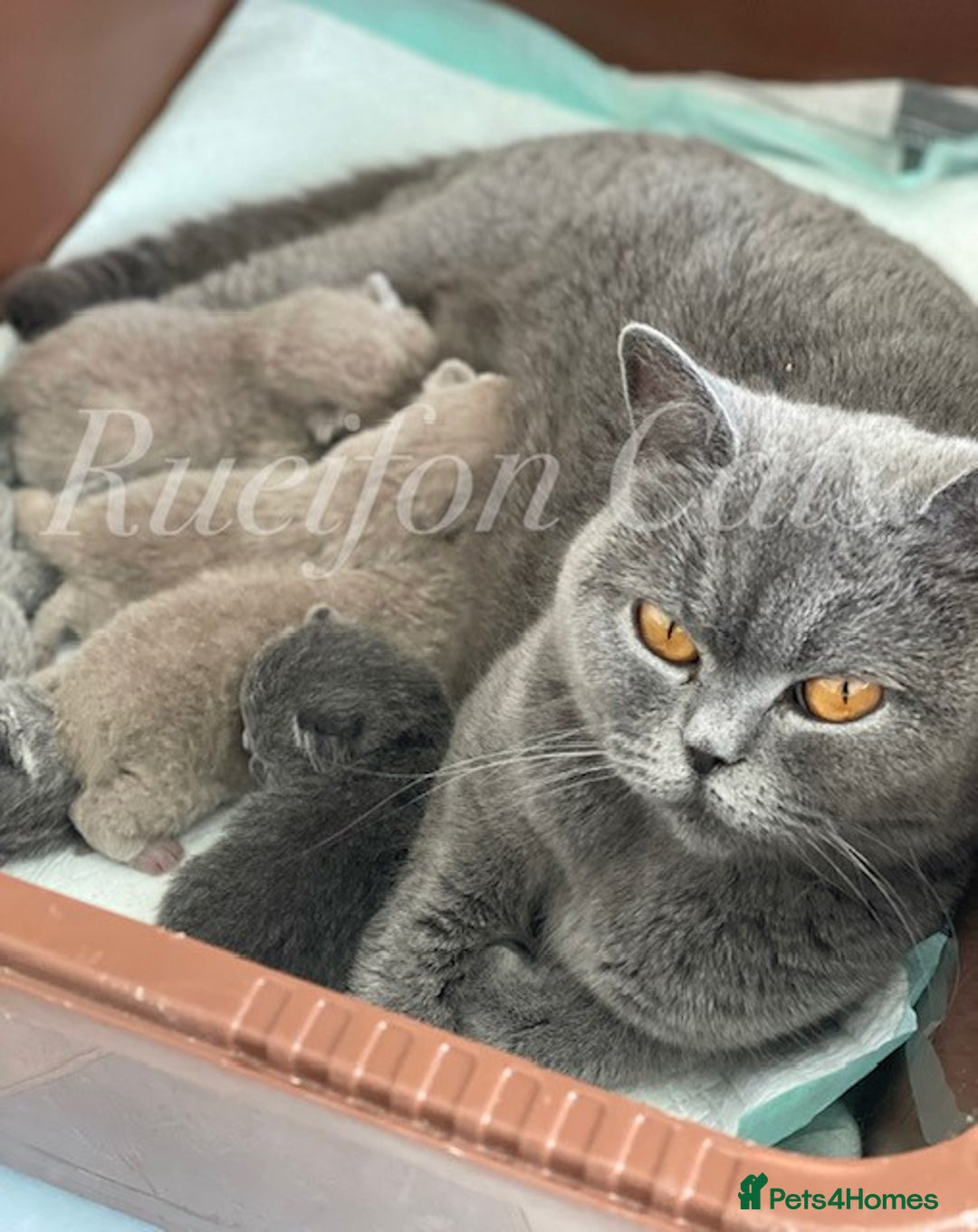 British Shorthair cats for sale: Adorable British Shorthair kittens GCCF registered - Image 16