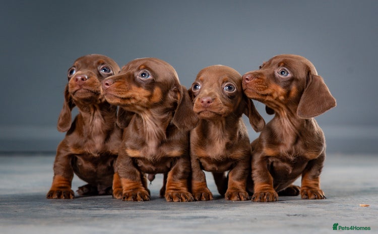 Miniature Dachshund dogs - Advert 4