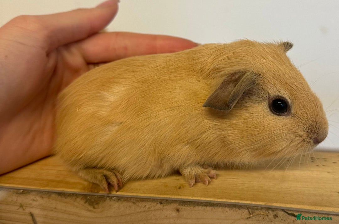 Guinea Pig rodents for sale: Baby boars, sows and a adult boar available  - Advert 2