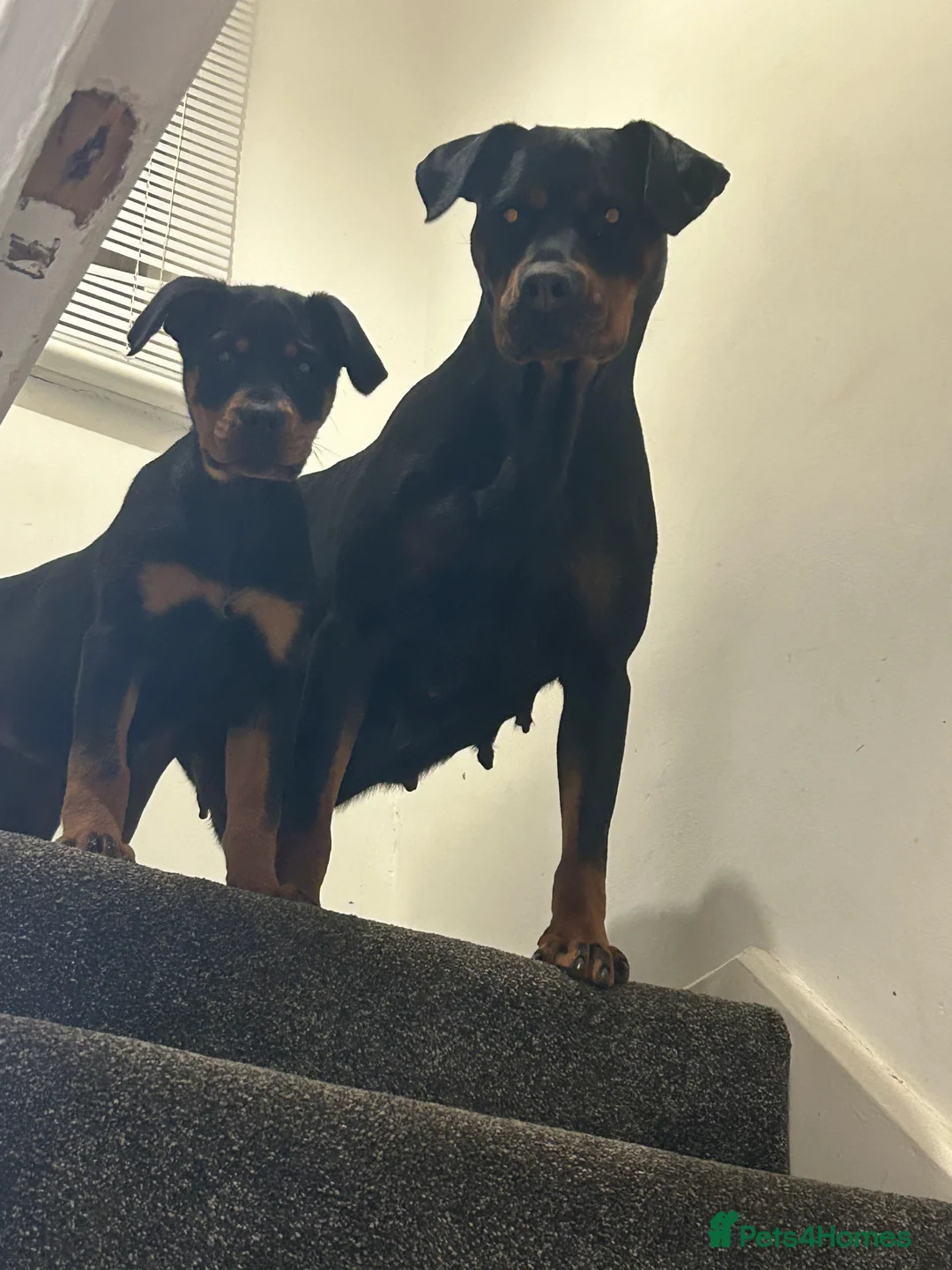Rottweiler dogs for sale: 4 month old female puppy  - Advert 4