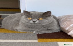 British Shorthair cats for sale: British Blue  - Image 1