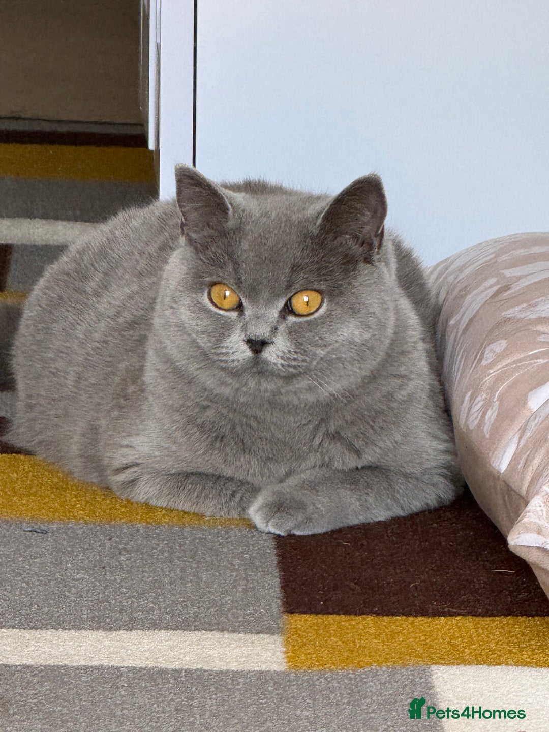 British Shorthair cats for sale: British Blue  - Image 1