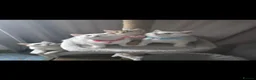 British Shorthair cats for sale: British Shorthair kittens  - Advert 11