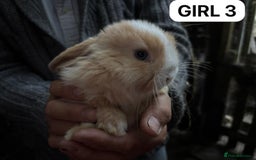 Mini Lop rabbits for sale: Friendly, Handled, Beautiful Baby Bunnies for Sale - Image 11