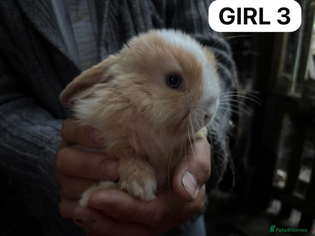 Mini Lop rabbits for sale: Friendly, Handled, Beautiful Baby Bunnies for Sale - Image 11