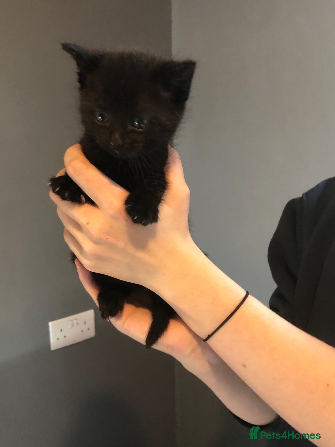British Shorthair cats for sale: STUNNING AND LOVING BSH x DSH KITTENS - Image 18