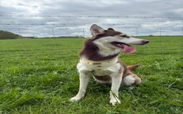 Mixed Breed dogs for sale: 3 husky girls looking for new homes  - Image 2