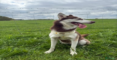 Mixed Breed dogs - Advert 2