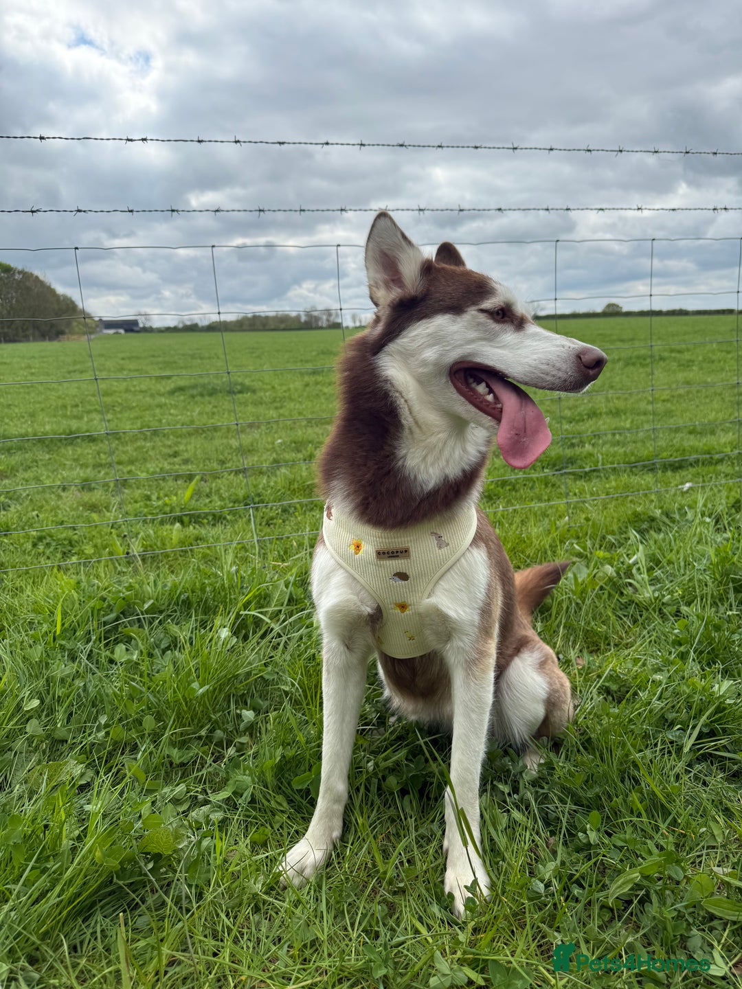 Mixed Breed dogs for sale: 3 husky girls looking for new homes  - Image 2
