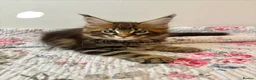 Maine Coon cats for sale: Full Maine Coon Kittens - Advert 17