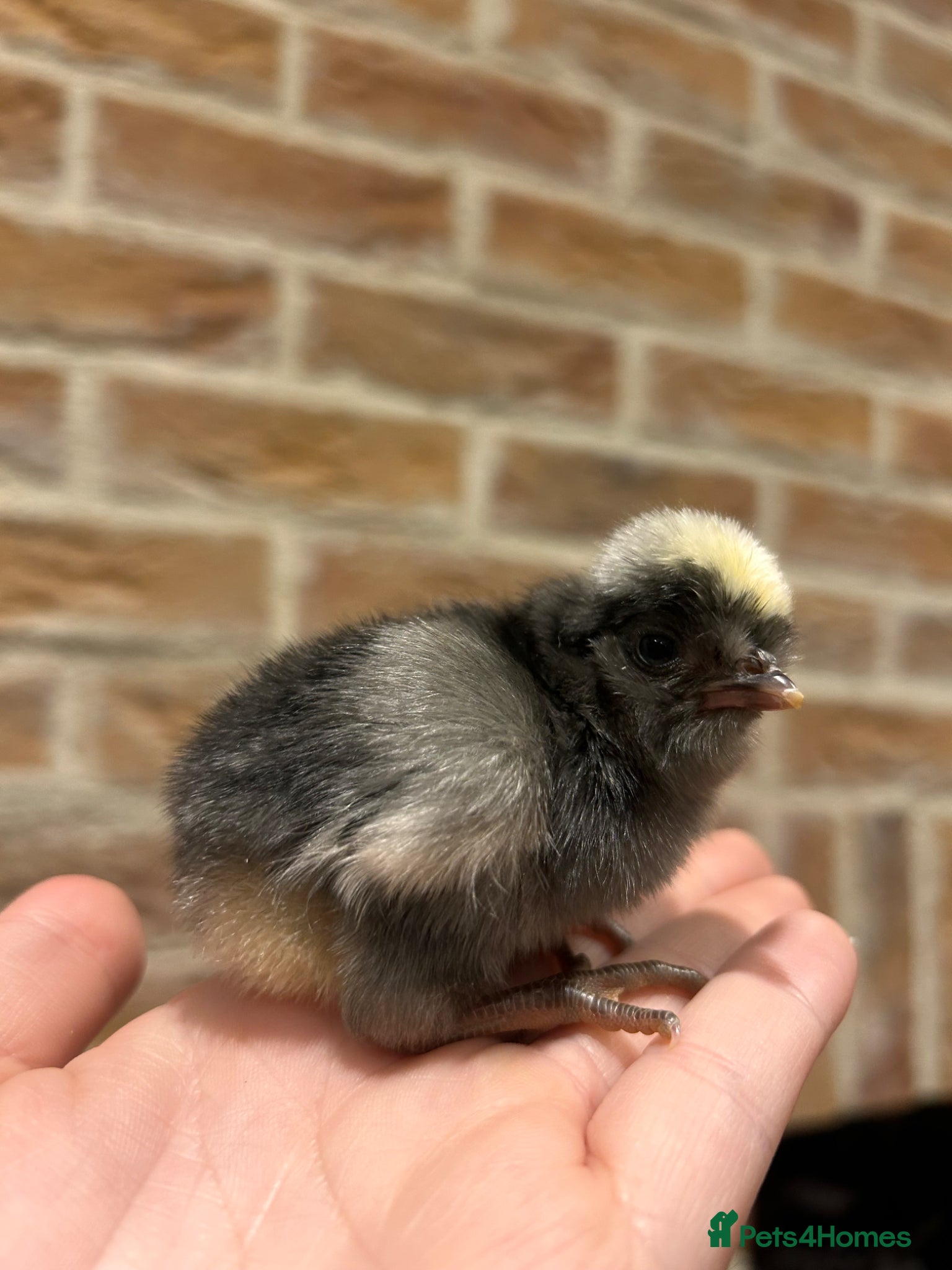 Chickens poultry Polish (Poland) chicks available - Advert 2