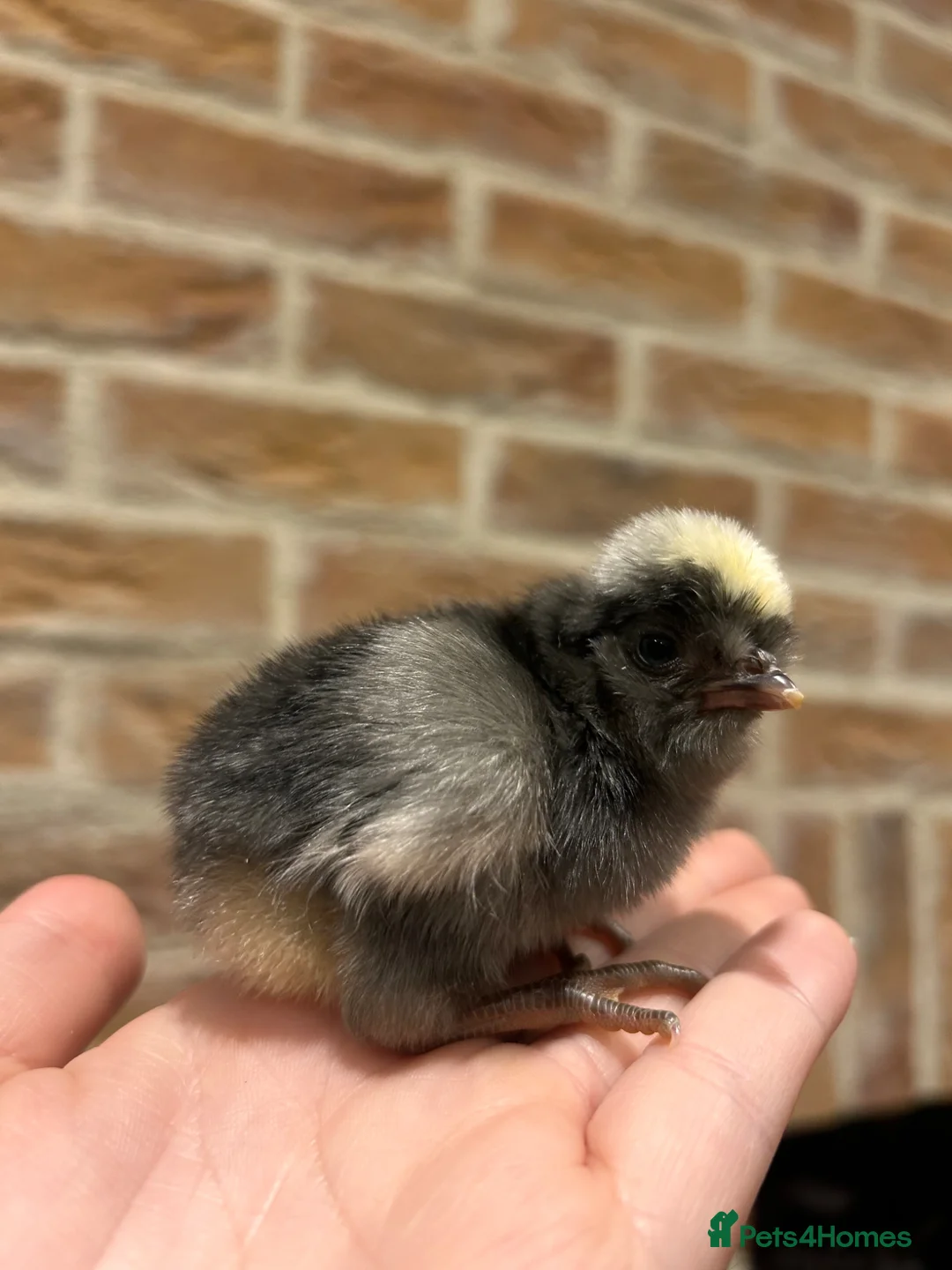 Chickens poultry for sale: Polish (Poland) chicks available - Advert 2
