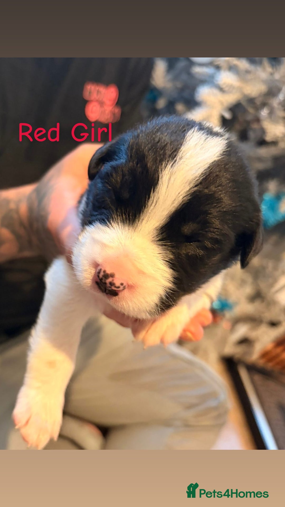 Mixed Breed dogs for sale: Border collie mix pups - Advert 14