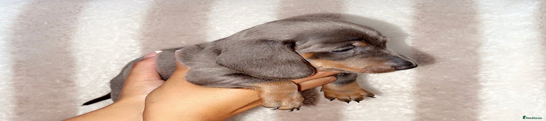 Dachshund Puppy 3