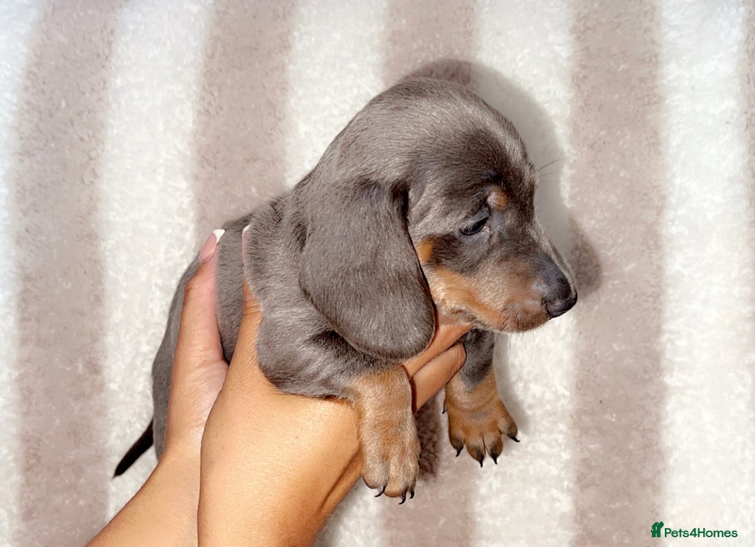 Dachshund dogs for sale: Ready to leave 5th of August  - Image 3