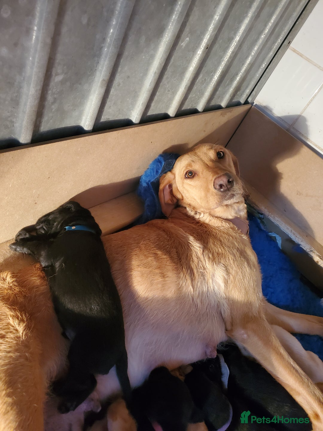 Springador dogs for sale: 8 beautiful springador puppies for sale  - Image 10