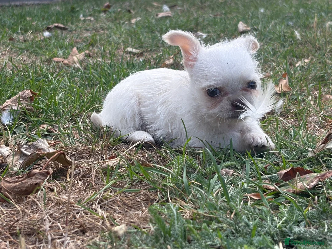 Mixed Breed dogs for sale: Super cute  chihuahua x  - Advert 10
