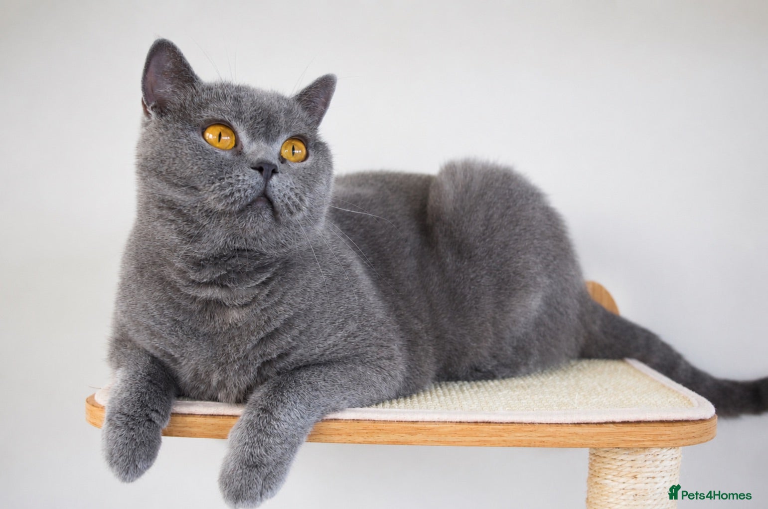 British Shorthair cats GCCF Registered Blue British Shorthair Kittens - Advert 2