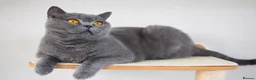 British Shorthair cats for sale: GCCF Registered Kittens Blue British Shorthair - Advert 1