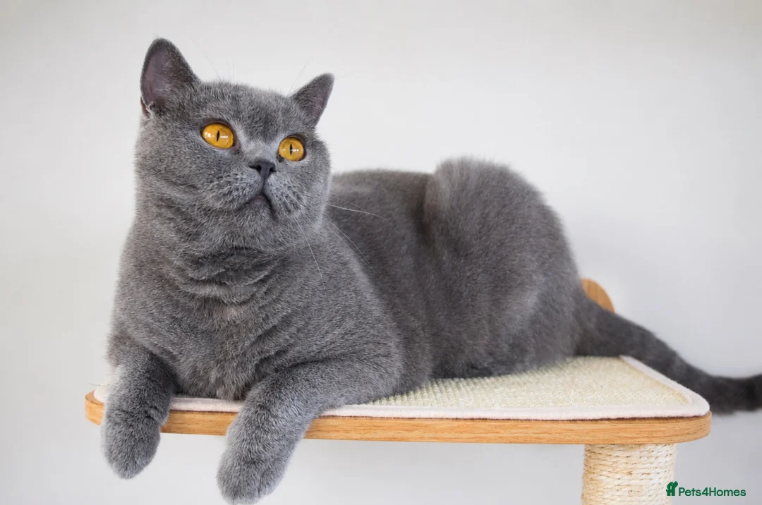 British Shorthair cats for sale: GCCF Registered Kittens Blue British Shorthair - Advert 1