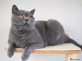 British Shorthair cats GCCF Registered Blue British Shorthair Kittens - Advert 1
