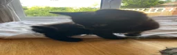 European cats for sale: 4 black kittens for sale in Dover - Advert 8