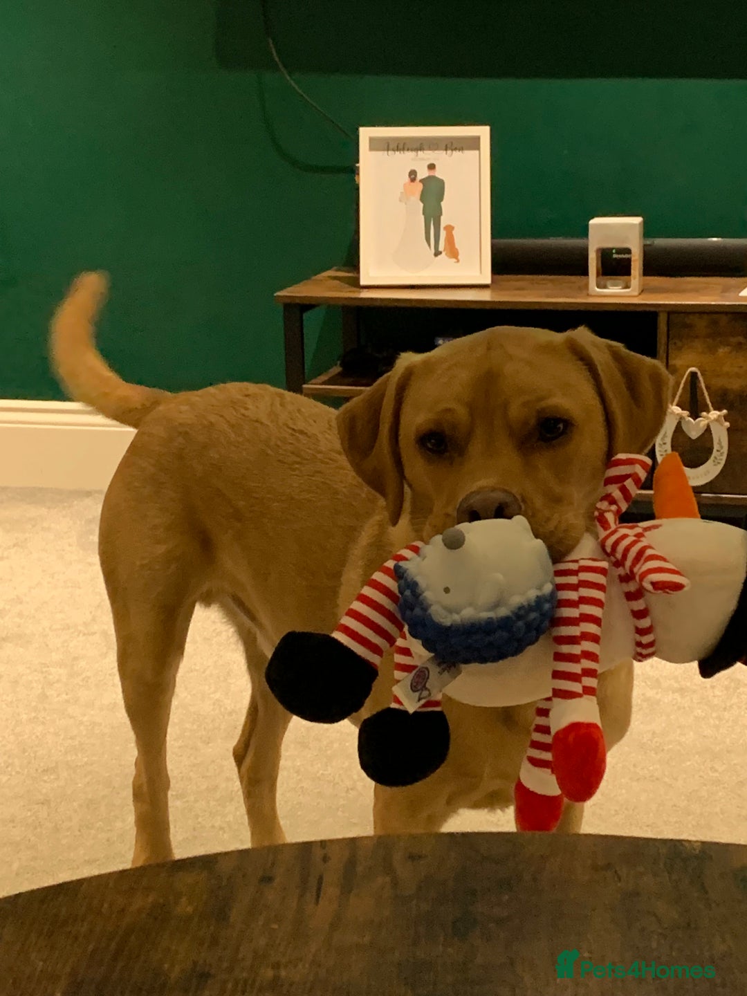 Labrador Retriever dogs for sale: My boy Lenny  - Image 16