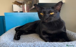 Bombay cats for sale: Beautiful Rare Female Pedigree Bombay Cat GCCF Reg - Image 2