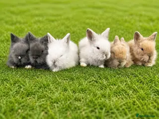 Lionhead rabbits Adorable Lionhead Bunnies - Advert 2