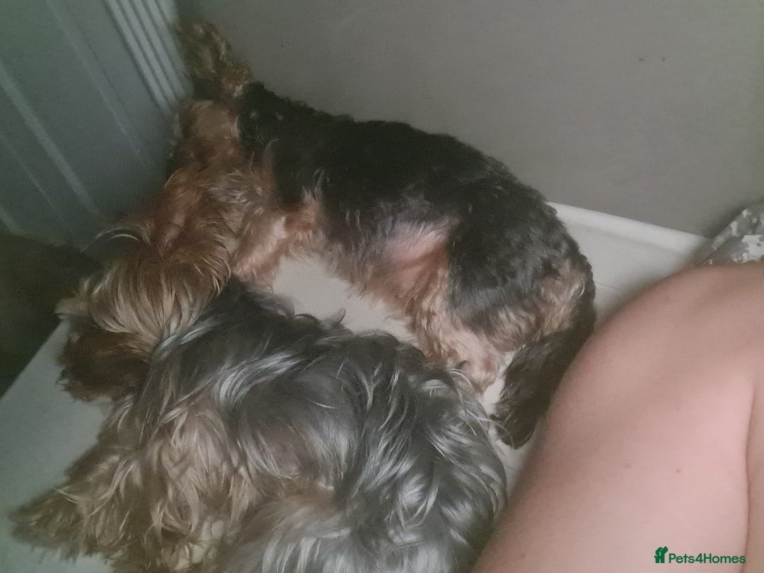 Yorkshire Terrier dogs for sale: Tiny Yorkie Treasures – 1 Boy &2 Girls Ready to go - Image 6