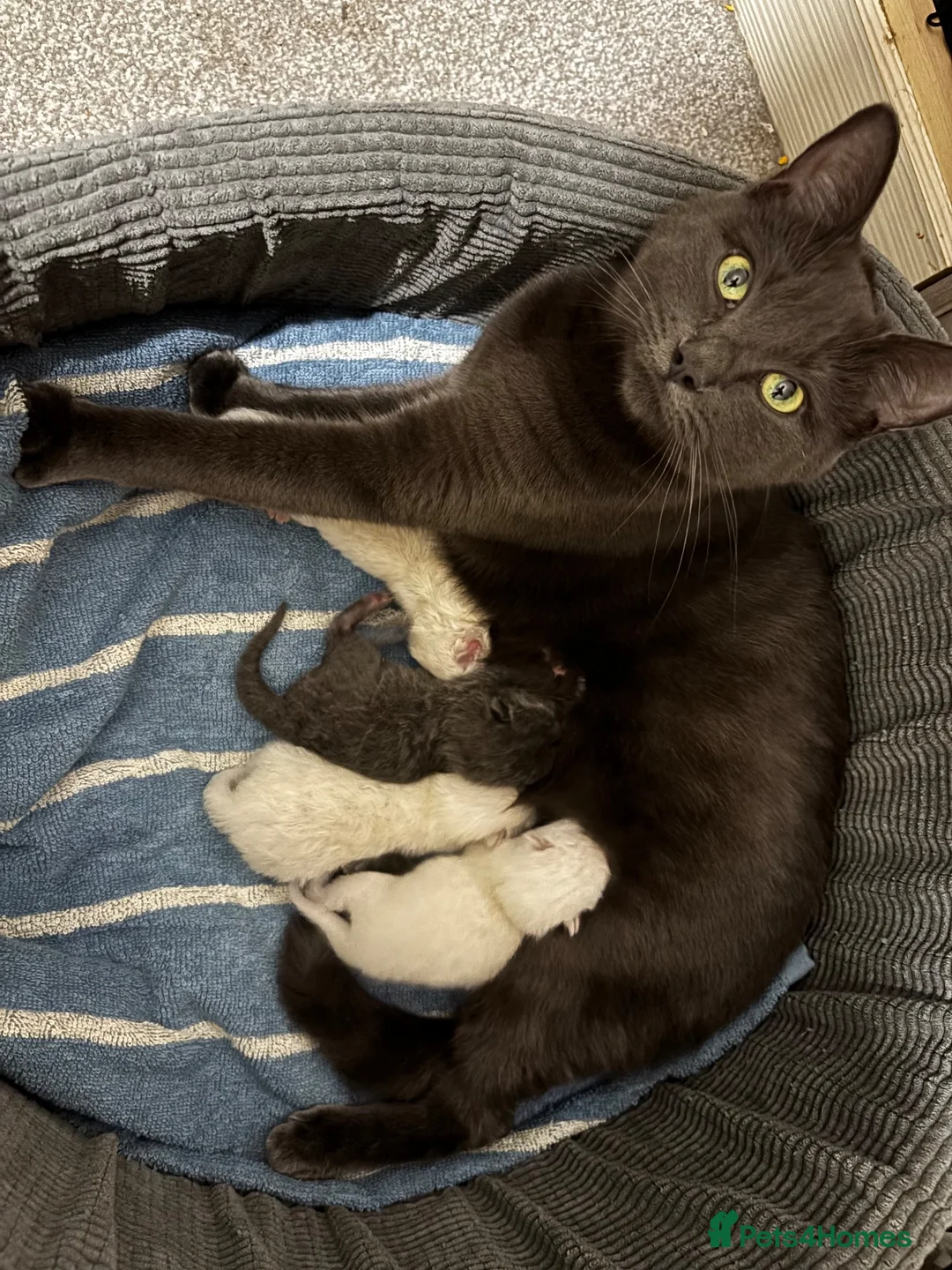 Mixed Breed cats for sale: RagdollxRussian blue kittens and mum all for sale - Advert 10