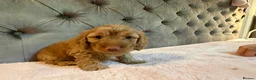 Cockapoo dogs for sale: Adorable Toy Cockapoos (F1b) - Advert 18