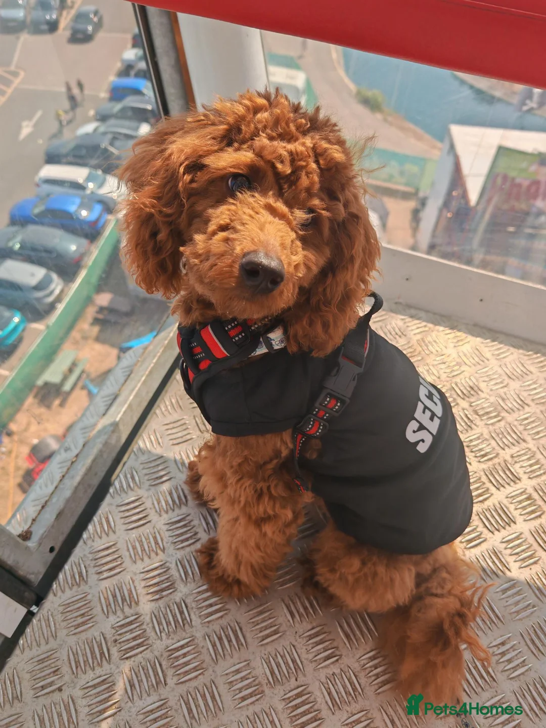 Toy Poodle dogs for sale: 7 month old red toy poodle in Skegness - Advert 2