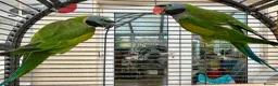 Parakeets birds for sale: Derbyan lord derby parakeet in Oldham - Advert 3