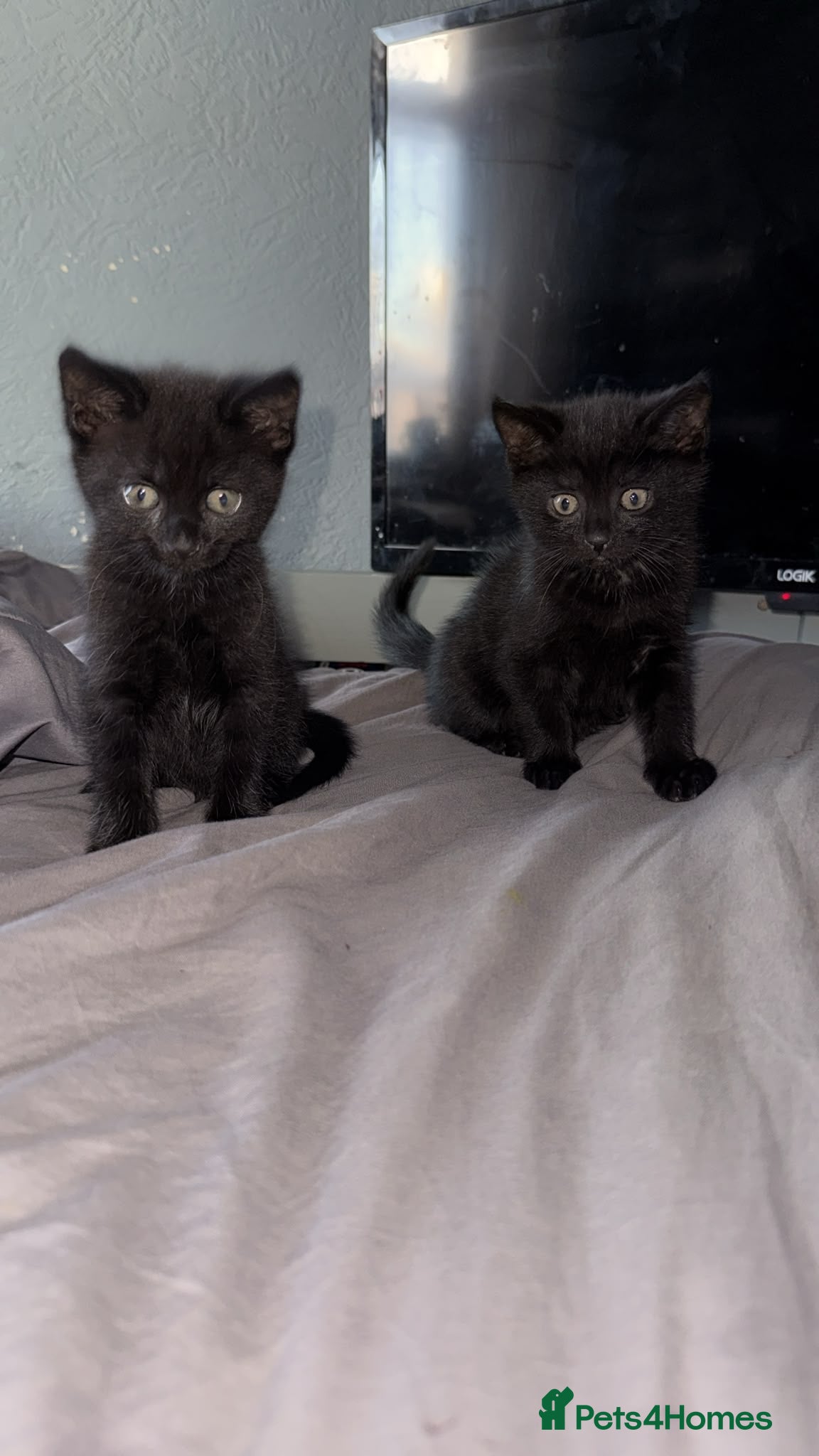 Mixed Breed cats 3 fluff babies  - Advert 9