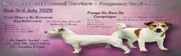 Jack Russell dogs for sale: KC Registered Smooth Jack Russell Terriers in Bordon - Advert 1