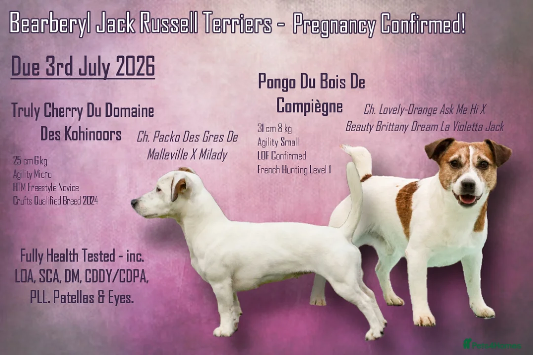 Jack Russell dogs for sale: KC Registered Smooth Jack Russell Terriers in Bordon - Advert 1