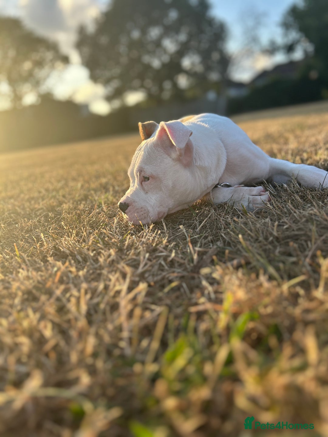 Mixed Breed dogs for sale: Dexter  - Image 10