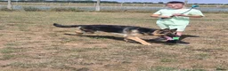 German Shepherd dogs for stud: Straight back stunning B&T Stud - Advert 4