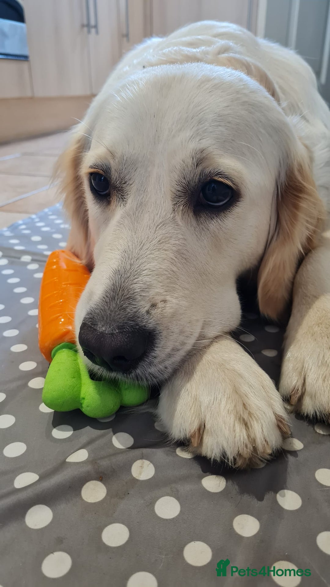 Golden Retriever dogs for sale: Golden Retriever puppies - Advert 2