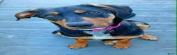 Mixed Breed dogs for sale: 6 month old female puppy  - Advert 2