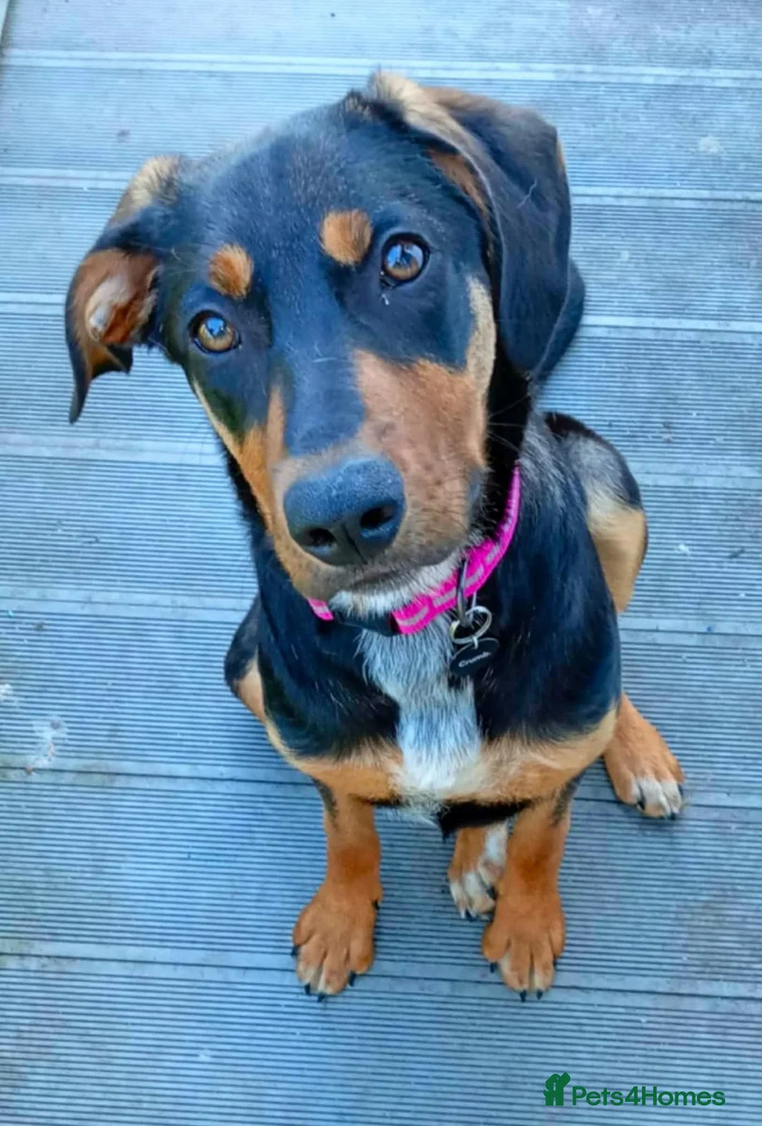 Mixed Breed dogs for sale: 6 month old female puppy  - Advert 2