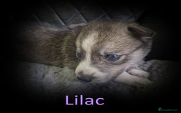 Shepsky dogs for sale: Siberian husky hybrid pups - Image 2