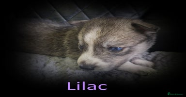 Shepsky dogs - Advert 11