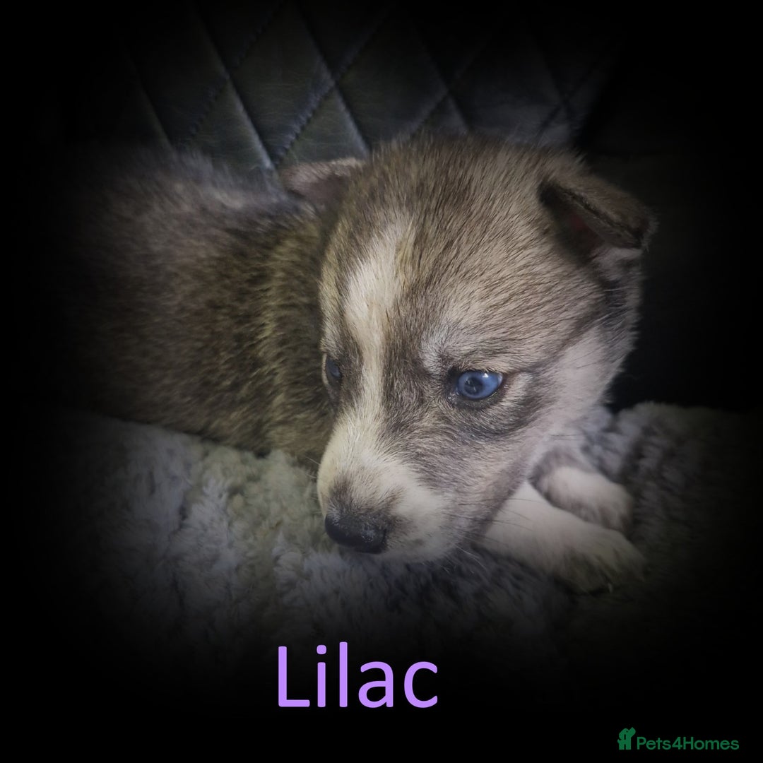Shepsky dogs for sale: Siberian husky hybrid pups - Image 2