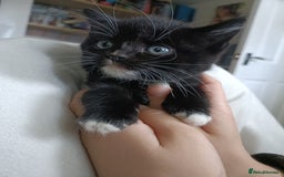 Mixed Breed cats for sale: 4 sweet ghost tabby tuxedo kittens - Image 31